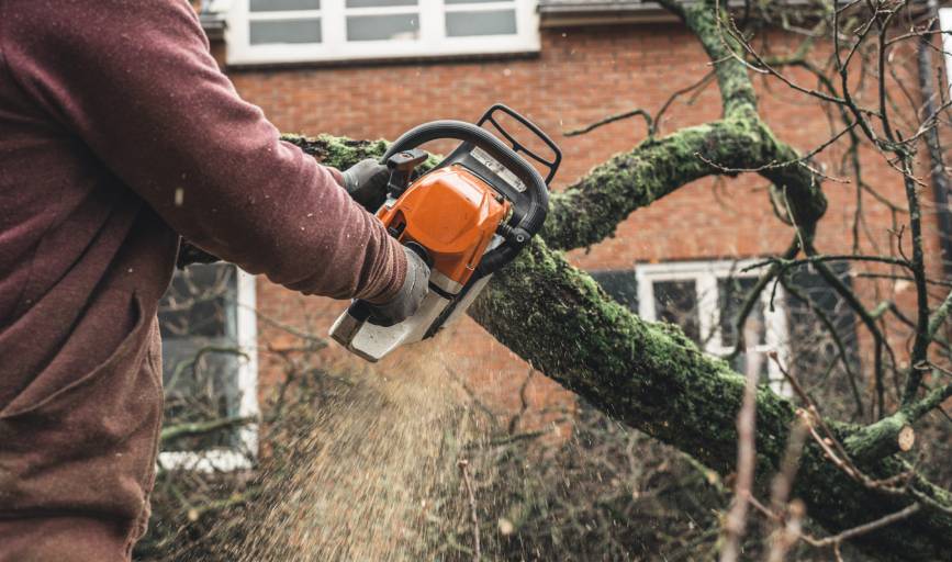 Tree Trimming